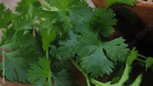 Fresh Coriander Leaves Close Up