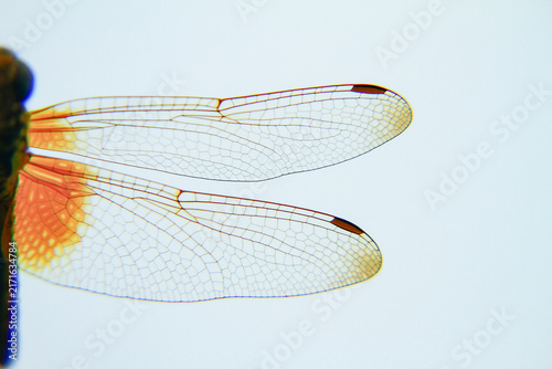 Fotografía Close-Up of Transparent Dragonfly Wings on Blue Background