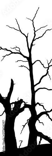 Silhouette of two dead trees against white background with twisted branches, ||winter landscape, texture study