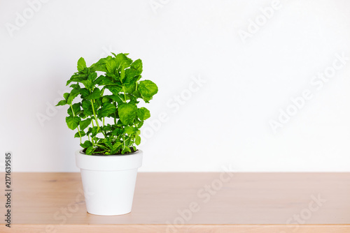 Quadro su tela Fresh green herb plant in white pot on wooden countertop
