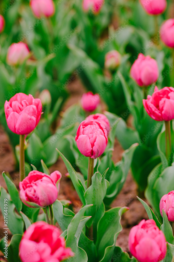 Obraz premium Pink double tulip flowers in a garden field