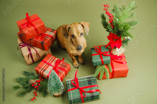 Photography Brown dog sitting among many wrapped gifts and small pine trees, green background, festive mood
