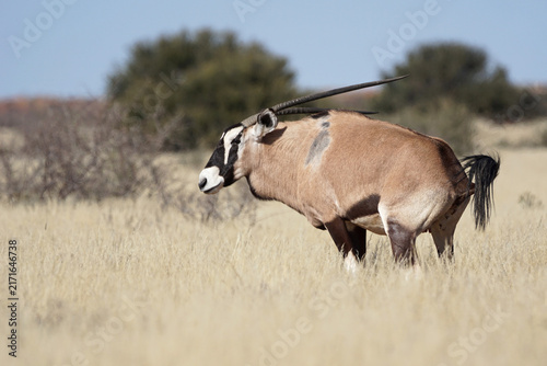 Fotografía Oryx Antilope in der Kalahari