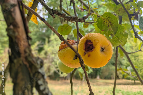 Foto Apples on tree showing drought‑induced fruit mummification and dry decay
