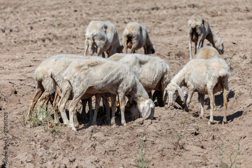 Group of sheep in a field without vegetation. Arribes del Duero Natural Park, Castile and León, Spain.