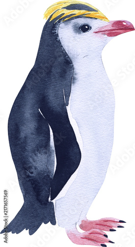 penguin illustration on transparent background