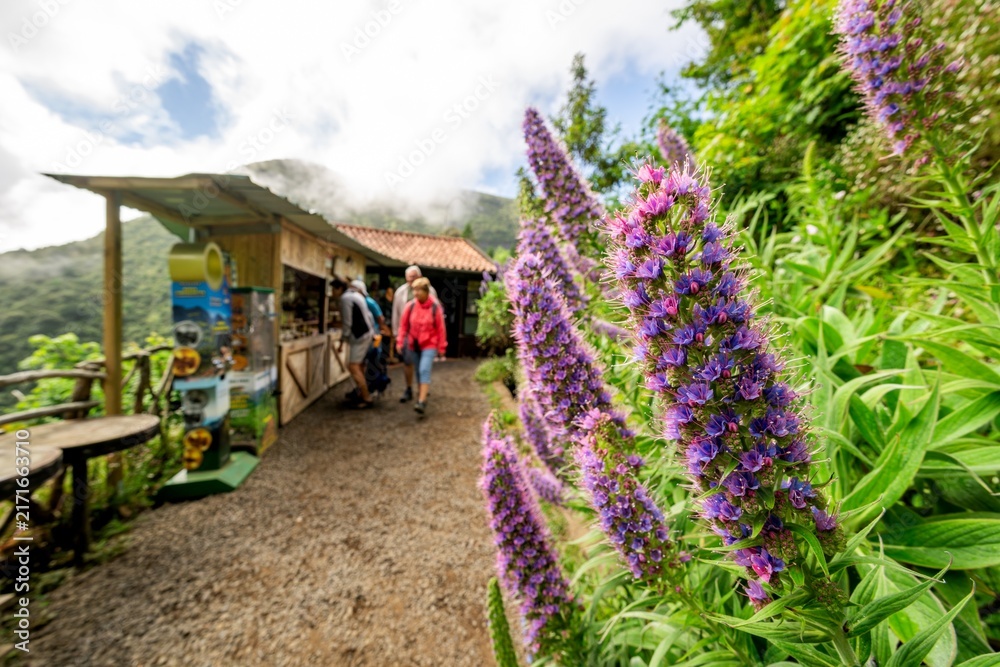 Fototapeta premium Vereda dos Balcoes Purple Flowers Along a Mountain Trail in Madeira