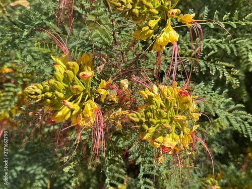 Close-up shot of yellow bird of paradise (Erythrostemon gilliesii / Caesalpinia gilliesii) flowers with long red stamens and green feathery foliage outdoors on a sunny day.