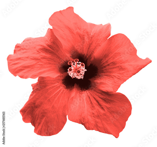 Surreal red Chinese rose