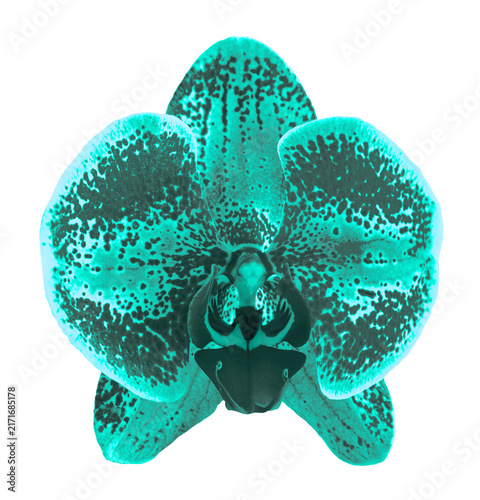 Exotic turquoise iris flower