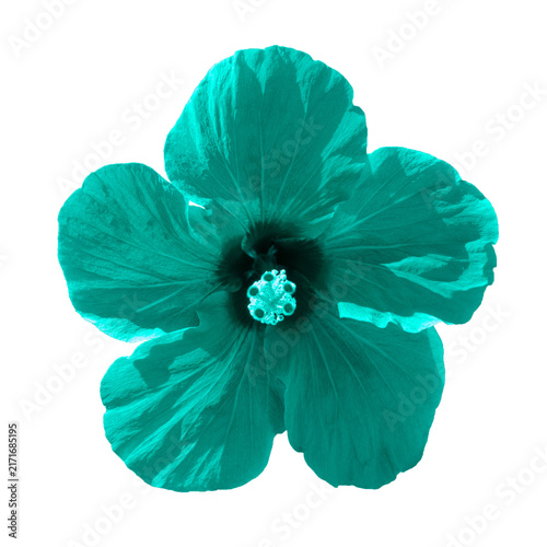 Turquoise Hibiscus flower