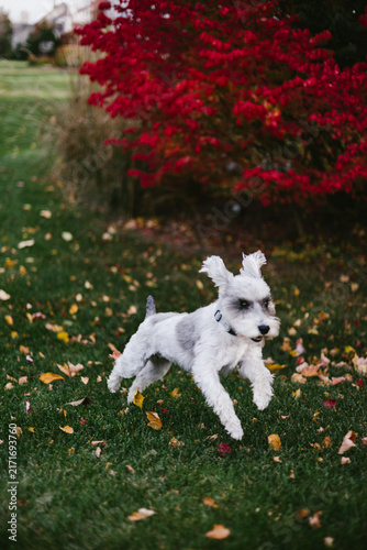 Konstfotografi Playful white schnauzer puppy leaps through a lawn