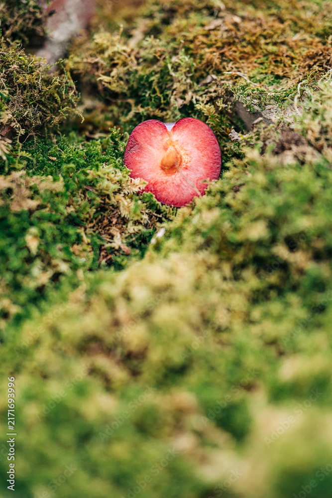 Fototapeta premium A heart shaped plum half resting in fresh moss