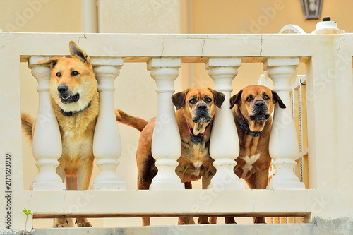 Принти на полотні Three curious dogs watching from a balcony