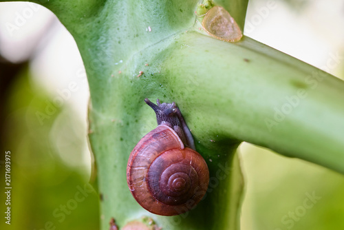 Konstfotografi Cute little snail climbing up a green plant stalk