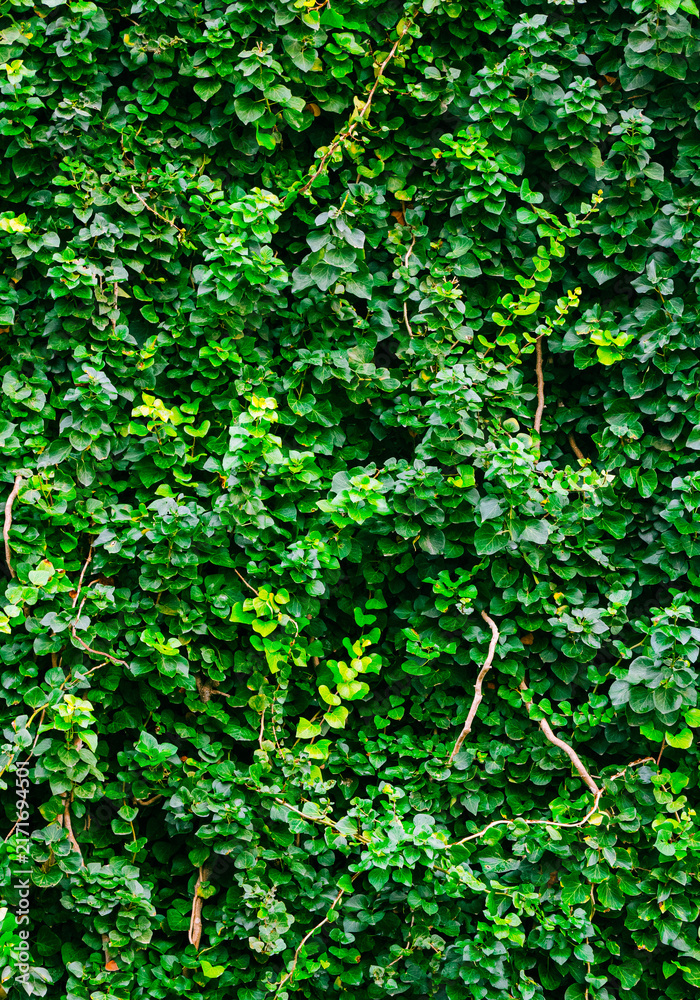 Naklejka premium Lush green ivy leaves creating a textured wall