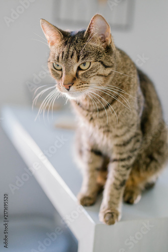 Fotografía A grumpy tabby cat is sitting on a white countertop