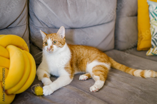 Foto Cute ginger tabby cat playing on a grey sofa