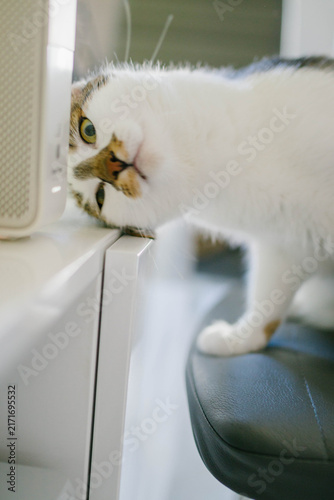 Curious cat peeking over edge of white desk