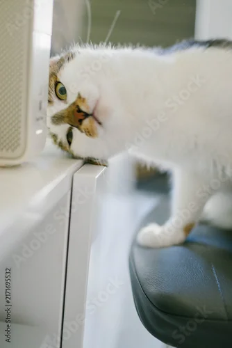 Fototapeta na wymiar Curious cat peeking over edge of white desk