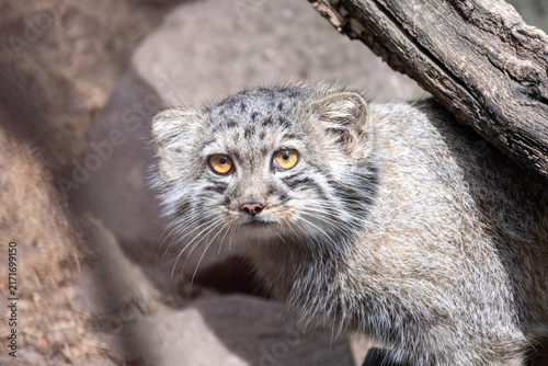 Pallas cat resting under a tree branch