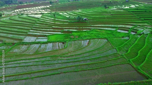 the beauty of the foggy morning panorama with sunrise and rice fields in Bengkulu, indonesia, asia