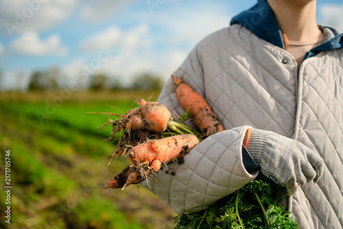A girl and farmer holds freshly dug carrots, ready for a basket in a green field. The young woman digs and harvests natural, satisfying organic produce with ready, productive energy on a farm.