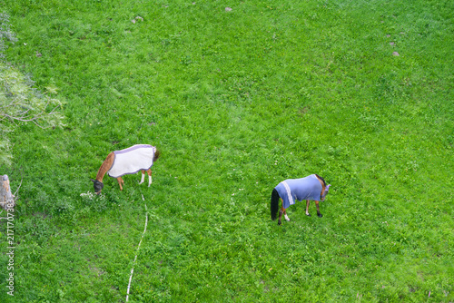 Horses Wearing Fly Sheets on Green Pasture