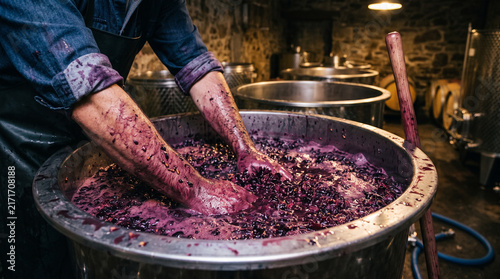 Winemaker manually crushing fresh purple grapes inside a large stainless steel container at rustic winery