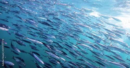 A dense bait ball of mexican sardines sweeps through clear turquoise water in a vibrant underwater ocean scene