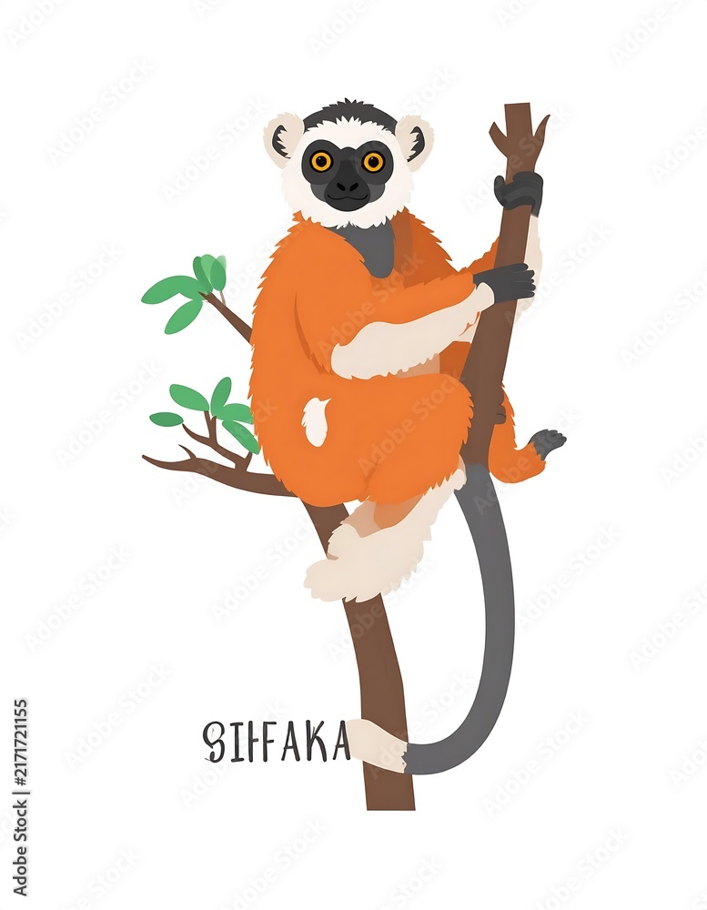 Naklejka premium Sifaka lemur primate standing upright on branch.