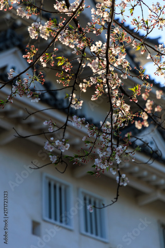 Cherry blossom festival food stalls under full bloom sakura trees at Sunomata Castle Ogaki Gifu Japan