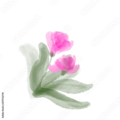 pink tulip on white background