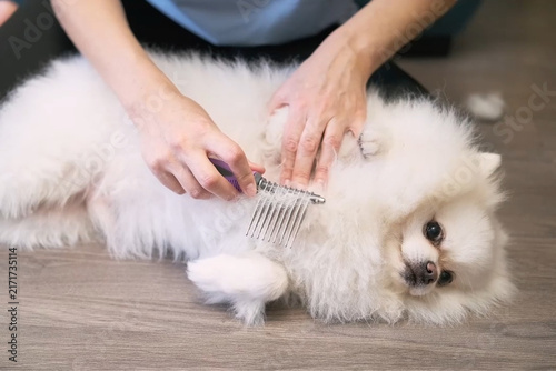 White pet dog lies still during grooming while comb lifts soft fur. One hand steadies body and another brushes through tangles, giving close care to dense fluffy coat with metal tool.