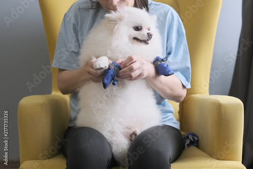 White fluffy dog receiving indoor pet shoe fitting while person adjusts blue paw bootie straps by hand on lap, with protective footwear on front paws and one rear paw visible near chair edge