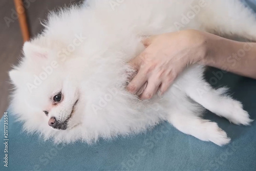 Quadro su tela White fluffy pomeranian type dog rests on sofa while owner hand gently pets side