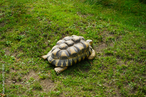Side view of a tortoise with distinct brown and yellow scutes crawling over green grass and soil.