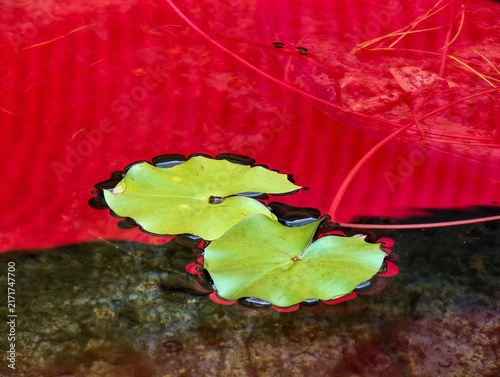 Foto water lily leaf and pond