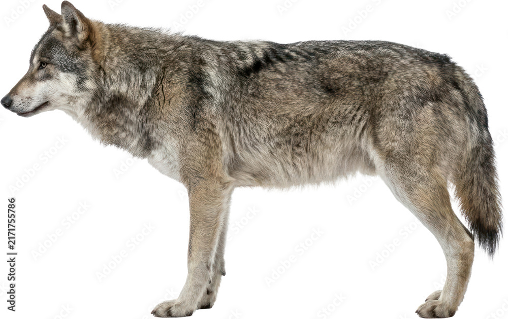 Naklejka premium Wild gray wolf standing in profile on black background.