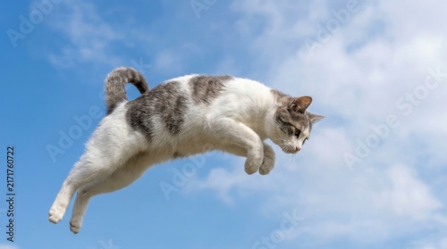 Tapety artystyczne Cat jumping in the air against a blue sky with clouds.