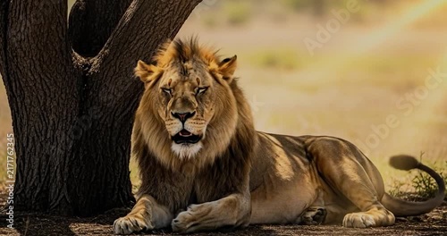 Male lion resting under shade tree on African savanna.