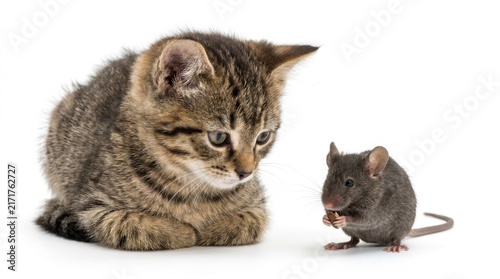 Naklejka Curious Kitten and Mouse Encounter on White Background.