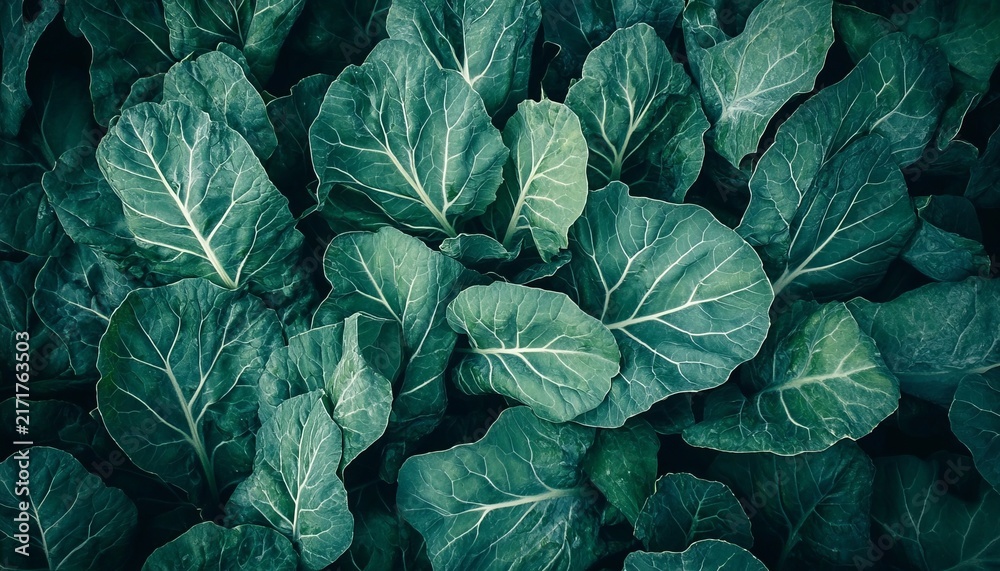 Obraz premium Organic Collard Greens Foliage Close Up Featuring Dark Green Leaves With Structural Veining Detail