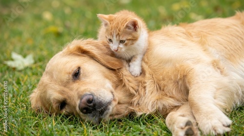 Tapety artystyczne Cute kitten resting on a sleeping golden retriever dog outdoors on grass.