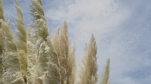 パンパスグラスが秋風に揺れる様子と広がる空の雲の移り変わり　文字入れスペースを確保した自然の風景背景ビデオ素材　店舗のデジタルサイネージやウェディングムービーの導入映像　高解像度な自然描写の映像素材
