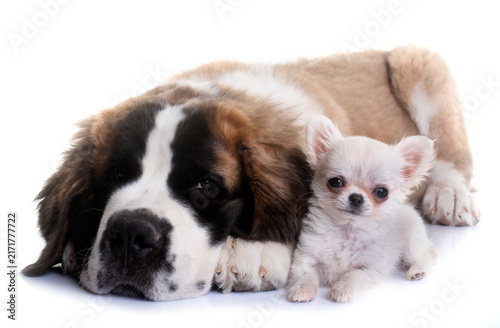 Quadro su tela puppies chihuahua and saint bernard