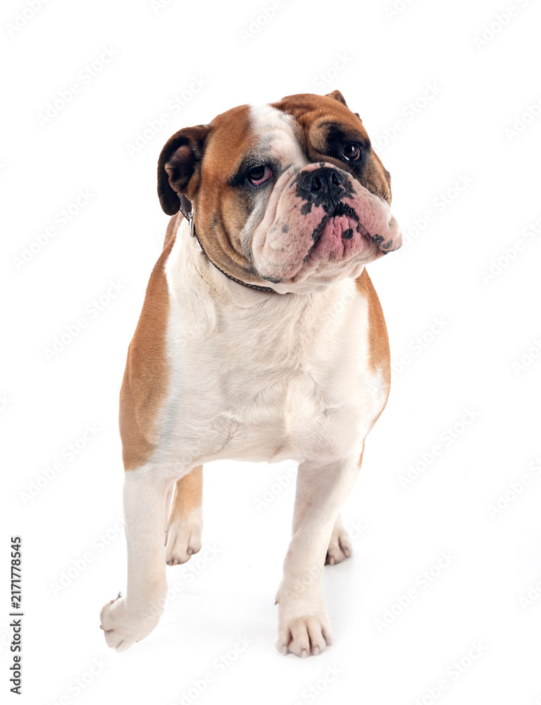 Fototapeta premium continental bulldog in studio