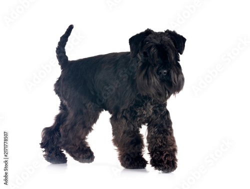 Photography black miniature schnauzer in studio