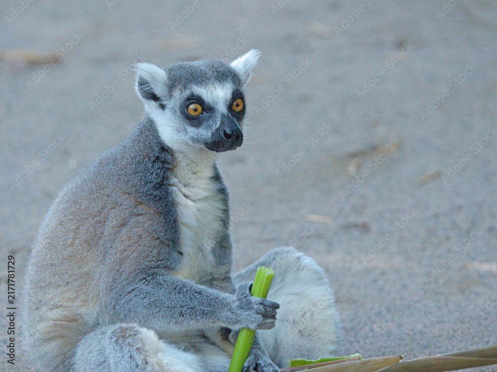 Naklejka premium Ring-Tailed Lemur Sitting on Ground Holding a Green Celery Stalk