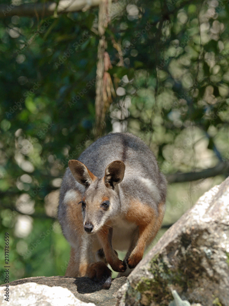 Naklejka premium Yellow-Footed Rock-Wallaby Standing on a Boulder in the Sun